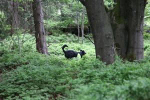 2018 Ausbildungswoche Arber